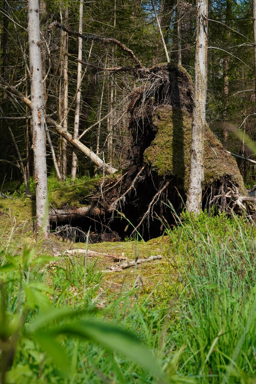 12. BergSpektiven Exkursion am 09.06.2025: Die 5 Sinne