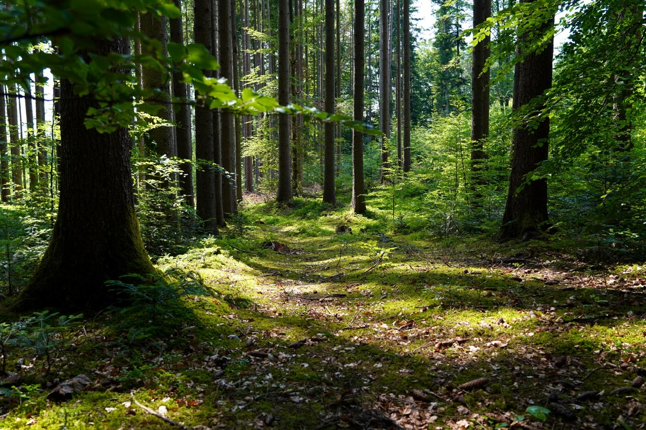 12. BergSpektiven Exkursion am 09.06.2025: Die 5 Sinne
