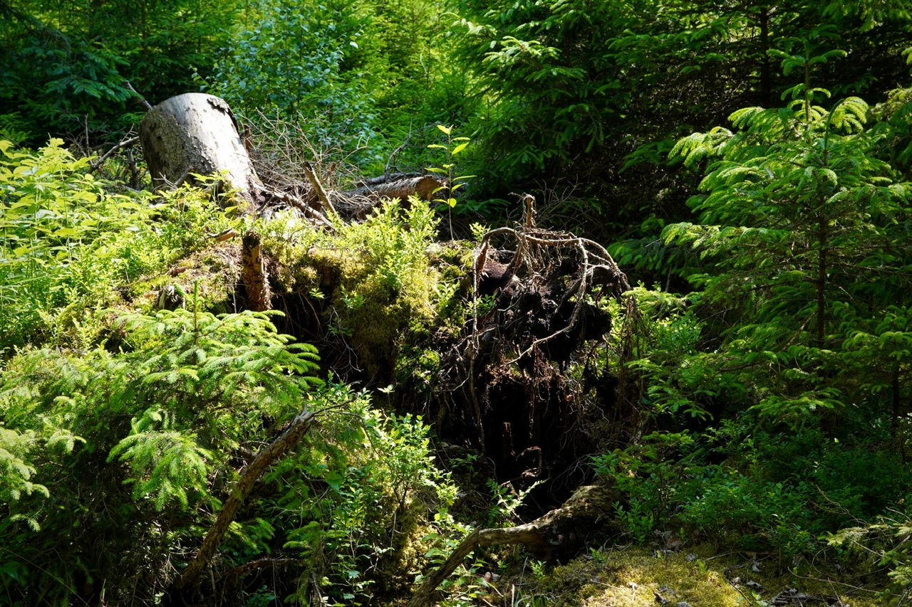 12. BergSpektiven Exkursion am 09.06.2025: Die 5 Sinne