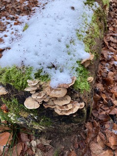 14. BergSpektiven Exkursion am 28.12.2025: Rauhnachttour