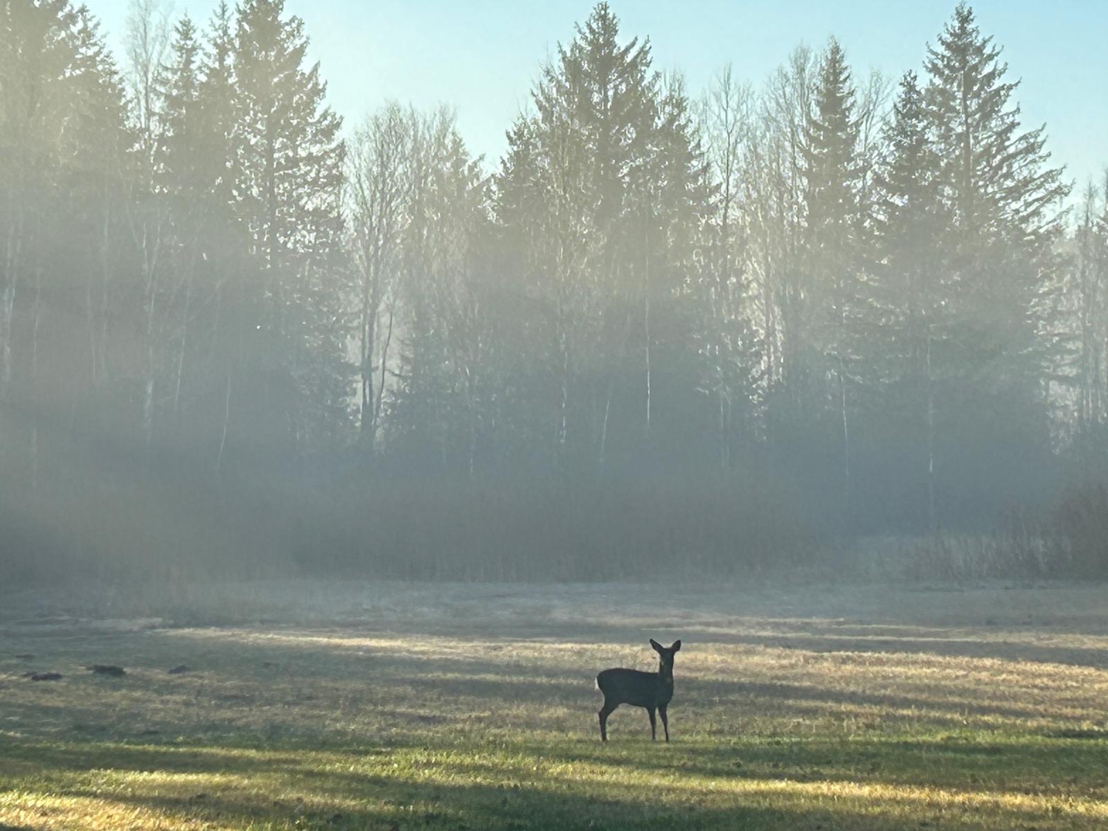 15. BergSpektiven Exkursion am 04.01.2026: Rauhnachttour