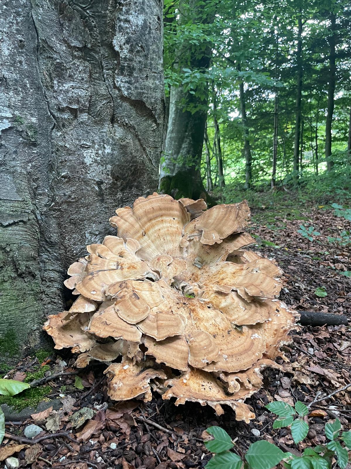 15. BergSpektiven Exkursion am 04.01.2026: Rauhnachttour